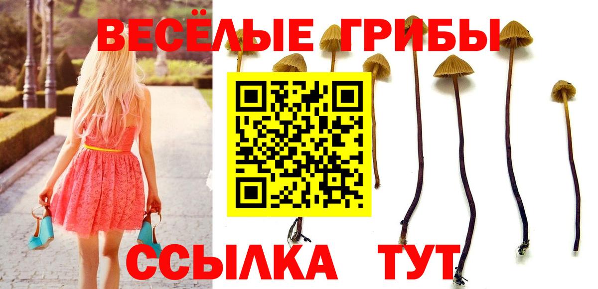 Галлюциногенные грибы Psilocybine cubensis  Вход с VPN  Вичуга 